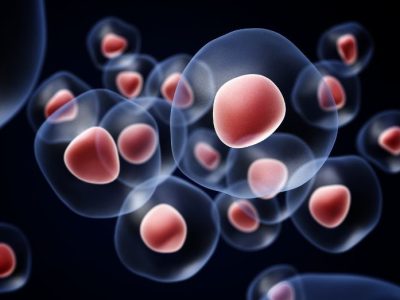 Las células madre hematopoyéticas son especialmente susceptibles a la muerte por ferroptosis. Imagen: canva.