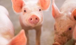 Uno de los animales más prometedores como donante de xenotrasplantes es el cerdo. Imagen: Canva.