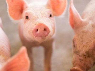Uno de los animales más prometedores como donante de xenotrasplantes es el cerdo. Imagen: Canva.