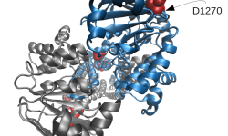 Modelo de CFTR obtenido en el trabajo, en el que se muestran algunas de las mutaciones identificadas. Imagen: http://www.plosgenetics.org/article/info:doi/10.1371/journal.pgen.1004376