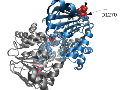 Modelo de CFTR obtenido en el trabajo, en el que se muestran algunas de las mutaciones identificadas. Imagen: http://www.plosgenetics.org/article/info:doi/10.1371/journal.pgen.1004376