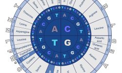 Conceptos básicos genética - El código genético es el conjunto de reglas utilizadas para traducir la secuencia de nucleótidos del ARNm a una secuencia de proteína empleado durante el proceso de traducción.