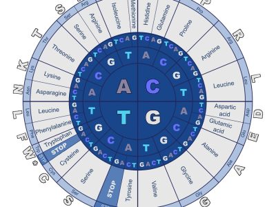 Conceptos básicos genética - El código genético es el conjunto de reglas utilizadas para traducir la secuencia de nucleótidos del ARNm a una secuencia de proteína empleado durante el proceso de traducción.