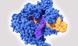 Los resultados del trabajo demuestran que es posible “resucitar” proteínas Cas9 ancestrales con características de interés para la edición del genoma actual y aplicaciones biotecnológicas derivadas.  Imagen: Getty Images.
