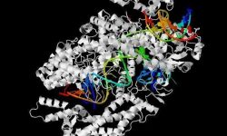 Estructura molecular del sistema CRISPR-Cpf1. En blanco se muestra la nucleasa, y en color el crRNA el ADN diana. Imagen obtenida de la Protein Data Base. 5B43. http://www.rcsb.org