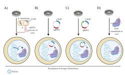 Figura 2. Principales estrategias para implementar la técnica CRISPR/Cas9 en hongos filamentosos. A) Integración del gen CAS9 en el genoma del hongo filamentoso por transformación mediada por A. tumefaciens. El sgRNA es transcrito in vitro e implementado en protoplastos de hongos. Esta estrategia permite la edición múltiple del genoma con múltiples sgRNAs dirigidos a distintos blancos. (B-D) Estrategias que no integran el gen CAS9 en el genoma de hongos filamentosos. B) Expresión transitoria de CAS9 mediada por plásmidos que codifican el sgRNA y CAS9. C) Plásmidos de replicación autónoma (e.g. AMA1) que codifican el sgRNA y CAS9 generan una mayor probabilidad de expresión y edición por su mejor estabilidad en el interior de protoplastos fúngicos. D) Implementación de CRISPR/Cas9 por complejos de ribonucleoproteínas (RNP). Cas9 y sgRNA son ensamblados in vitro e introducidos en los protoplastos.