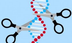 La ‘tijeras’ moleculares CRISPR han revolucionado la edición genética. Imagen: Pixabay.