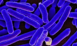 En nuestro intestino habitan millones de bacterias, que contribuyen a nuestro bienestar por medio de diferentes funciones relacionadas con la nutrición, el metabolismo y protección. Imagen: E. coli. National Institute of Allergy and Infectious Diseases (NIH).