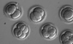 Blastómeros en los embriones tempranos dos días después de la inyección de componentes CRISPR. Imagen: OHSU.