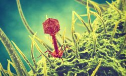 El descubrimiento de cómo evolucionan los virus para infectar bacterias podrá ser utilizado en el desarrollo de terapias para infecciones resistentes