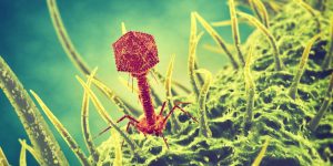 El descubrimiento de cómo evolucionan los virus para infectar bacterias podrá ser utilizado en el desarrollo de terapias para infecciones resistentes