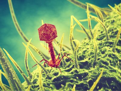 El descubrimiento de cómo evolucionan los virus para infectar bacterias podrá ser utilizado en el desarrollo de terapias para infecciones resistentes
