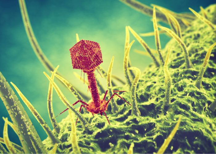El descubrimiento de cómo evolucionan los virus para infectar bacterias podrá ser utilizado en el desarrollo de terapias para infecciones resistentes