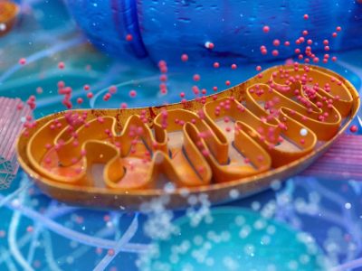 El sistema OxPhos de las mitocondrias trabaja como una cadena para transformar el oxígeno y los nutrientes en energía