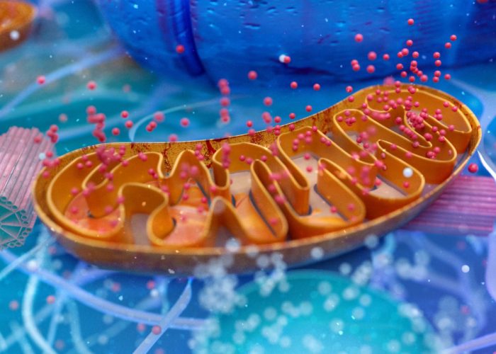 El sistema OxPhos de las mitocondrias trabaja como una cadena para transformar el oxígeno y los nutrientes en energía