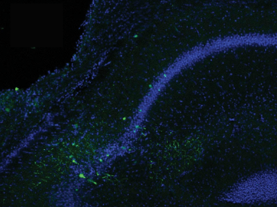 La actividad de las neuronas VIP (marcada en verde) aumenta en el hipocampo cuando los ratones interaccionan con individuos nuevos. Imagen: Instituto de Neurociencias UMH-CSIC en Alicante