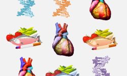 Los resultados del trabajo muestran que llevar un estilo de vida saludable reduce el riesgo genético a sufrir enfermedades coronarias. Imagen: Medigene Press SL.