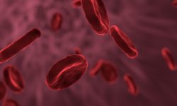 Alterando el silenciamiento del gen de la hemoglobina fetal, se podrían evitar algunas de las hemopatías más frecuentes. Imagen: Pixabay.