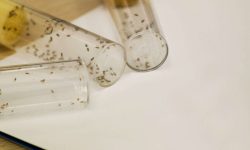 Drosophila. Imagen: Valentia Biopharma