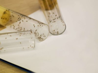Drosophila. Imagen: Valentia Biopharma