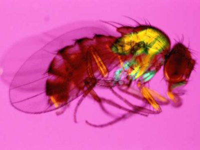 Drosophila melanogaster (National Institute of General Medical Sciences)