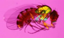 Drosophila melanogaster (National Institute of General Medical Sciences)