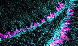Región del cerebro donde se generan nuevas neuronas (azul) a lo largo de toda la vida. El estudio implica al gen Sox5 con la capacidad de neurogénesis en edad adulta