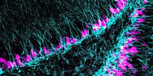 Región del cerebro donde se generan nuevas neuronas (azul) a lo largo de toda la vida. El estudio implica al gen Sox5 con la capacidad de neurogénesis en edad adulta