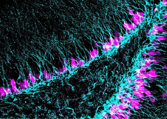 Región del cerebro donde se generan nuevas neuronas (azul) a lo largo de toda la vida. El estudio implica al gen Sox5 con la capacidad de neurogénesis en edad adulta