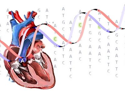 Variaciones en el gen titin afectan a la función cardiaca también en población general en presencia de otros detonantes.