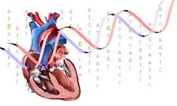 Hasta el momento se han identificado variaciones genéticas concretas responsables de una proporción de los pacientes con anomalías cardiacas congénitas. Sin embargo, muchos casos no han podido ser diagnosticados genéticamente.