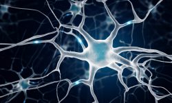 Dos proteínas reguladoras epigenéticas de la expresión génica, protegen la identidad de las neuronas.