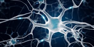 Dos proteínas reguladoras epigenéticas de la expresión génica, protegen la identidad de las neuronas.