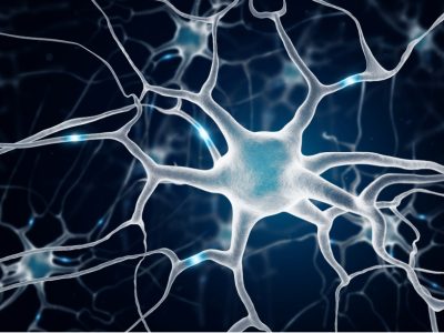 Dos proteínas reguladoras epigenéticas de la expresión génica, protegen la identidad de las neuronas.
