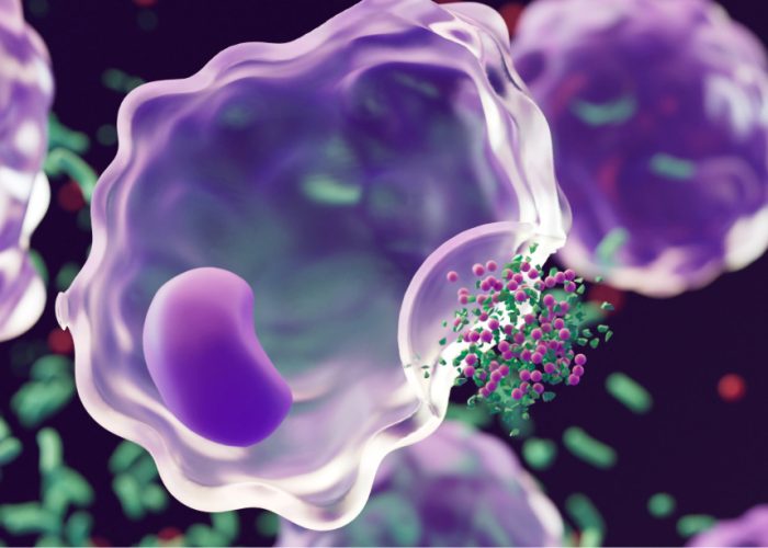 Identifican nuevo mecanismo de control de la inflamación