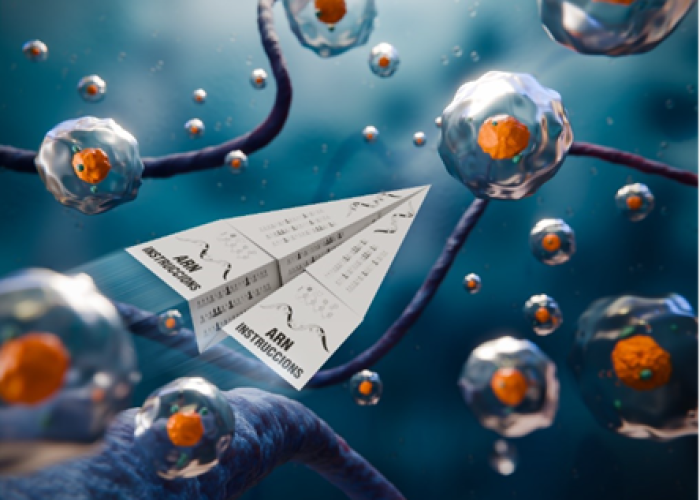 Casi todos los cánceres secuestran el splicing celular, alterando la forma en que los mensajes de ARN mensajero se cortan y se pegan.