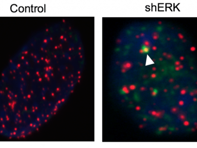 En rojo, telómeros en fibroblastos embrionarios de ratón; a la izquierda, se muestran en verde los daños en el ADN causados por la inhibición de ERK, enzima de la ruta RAS, lo que causa que TRF1 deje de funcionar. La flecha muestra el daño en los telómeros. Imagen: CNIO.