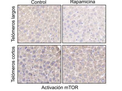 La rapamicina inhibe la actividad de mTOR en muestras de hígado de ratones con telómeros largos, pero no en ratones con telómeros cortos. Imagen: CNIO.