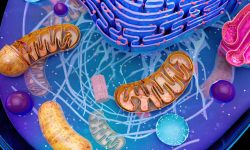 Un estudio ha identificado una nueva diana terapéutica para la ataxia de Friedreich, una proteína mitocondrial que funciona en equilibrio con la frataxina.