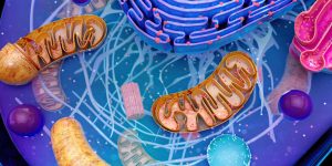 Un estudio ha identificado una nueva diana terapéutica para la ataxia de Friedreich, una proteína mitocondrial que funciona en equilibrio con la frataxina.