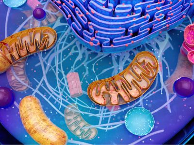 Un estudio ha identificado una nueva diana terapéutica para la ataxia de Friedreich, una proteína mitocondrial que funciona en equilibrio con la frataxina.