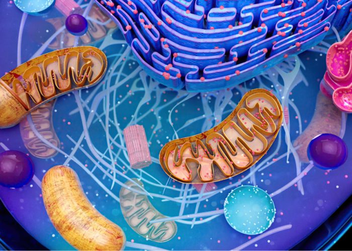 Un estudio ha identificado una nueva diana terapéutica para la ataxia de Friedreich, una proteína mitocondrial que funciona en equilibrio con la frataxina.