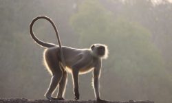 La pérdida de la cola es un rasgo distintivo de los humanos modernos y otros simios respecto a otros primates. Un reciente estudio ha identificado un cambio genético que podría haber contribuido a este rasgo anatómico. Imagen: Canva.