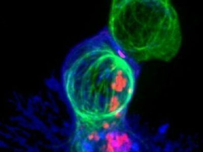 Linfocito T killer atacando una célula tumoral. Se puede apreciar en la imagen cómo el linfocito T killer, en azul. En el lugar de unión del linfocito con la célula tumoral se muestra una acumulación de moléculas de señalización (en rosa) que indican que se ha identificado una diana. Los gránulos rojos contienen componentes citotóxicos que viajan por el citoesqueleto (en verde) hacia el sitio de contacto donde son secretados para matar la célula diana. Imagen: Alex Ritter, Jennifer Lippincott Schwartz and Gillian Griffiths, National Institutes of Health.