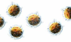 La mayor preocupación surge cuando se considera la respuesta inmunitaria mediada por los linfocitos T, ya que las células inmunitarias que reconocen Cas9 podrían atacar las células modificadas y tener una mayor facilidad para interferir con la eficacia de CRISPR. Imagen: Linfocitos T (derivada de Blausen.com staff (2014). "Medical gallery of Blausen Medical 2014". WikiJournal of Medicine 1 (2). DOI:10.15347/wjm/2014.010. ISSN 2002-4436. - Own work, CC BY 3.0).