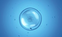 los óvulos humanos ralentizan ciertos metabolismos para protegerse