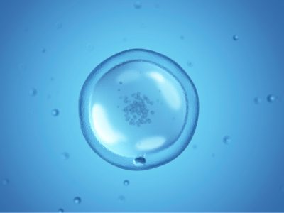 los óvulos humanos ralentizan ciertos metabolismos para protegerse