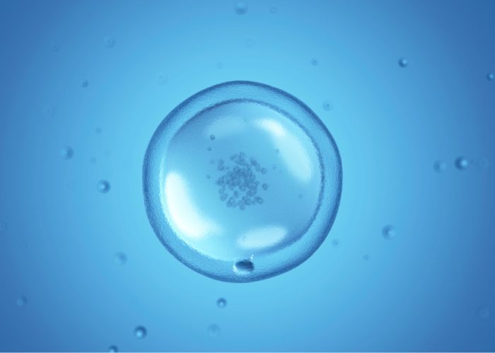 los óvulos humanos ralentizan ciertos metabolismos para protegerse