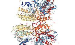 Estructura 3D del dominio de unión a ligando del complejo que forma el receptor glutamato metabotrópico mGluR5, con glutamato. En esta imagen se aprecian los distintos componentes del complejo (iones, agua e hidrógeno, entre otros). Protein Database 3LMK visualizada con NLG3 viewer.