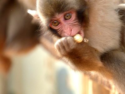 Los modelos biomédicos en especies de primate como el macaco buscan reproducir de forma más precisa lo que ocurre en la especie humana. En el estudio, los macacos con copias extra de MECP2 mostraban algunos de los síntomas observados en el autismo. Imagen: Macaco (Coniferconifer, Flickair, CC BY 2.0, https://creativecommons.org/licenses/by/2.0).
